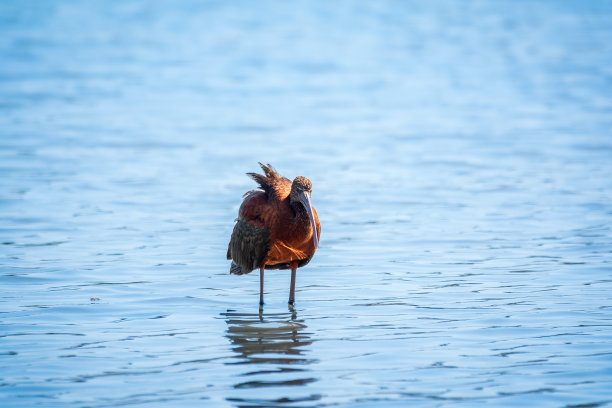 ibis