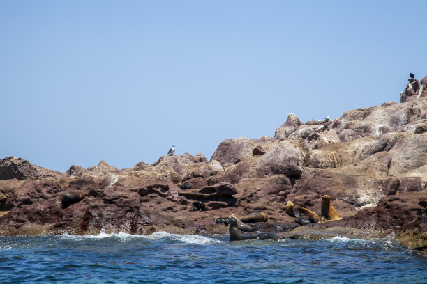 栖息在岩石上的海豹