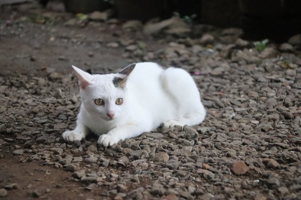 stray