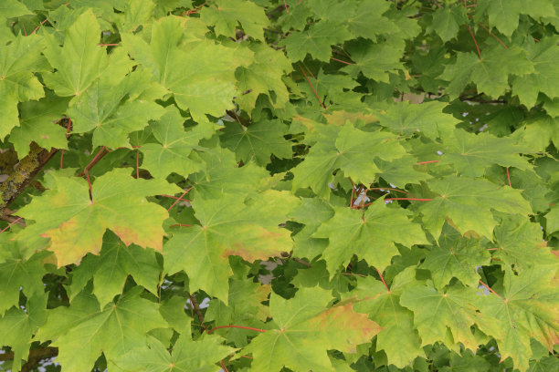 maple