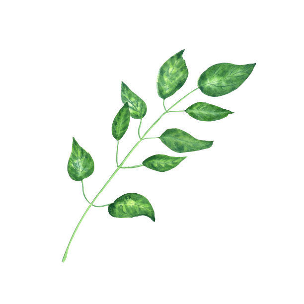 绘画艺术植物绿叶