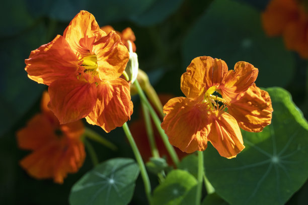 nasturtium