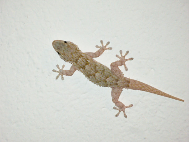 phelsuma