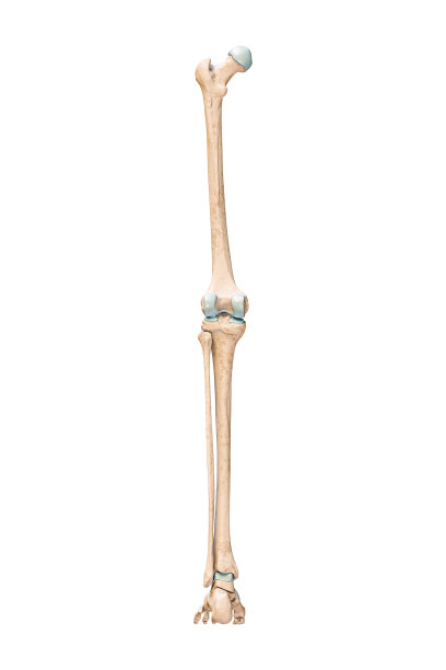 tibia