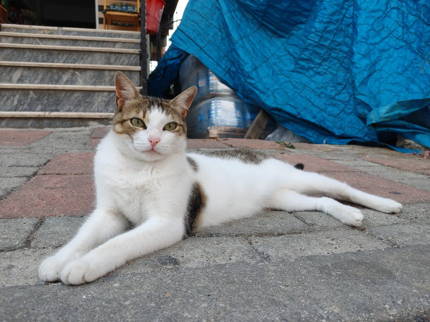 stray