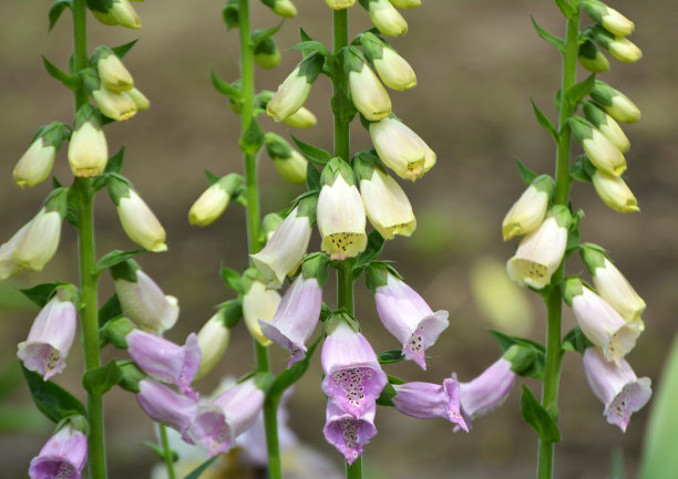 digitalis
