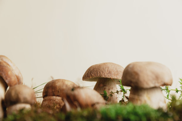 toadstool