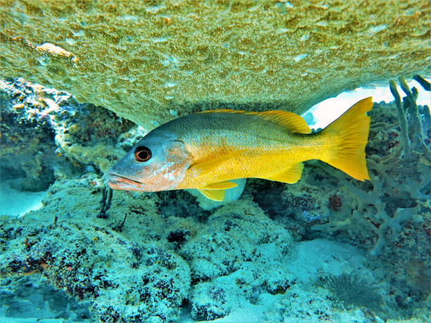 snapper
