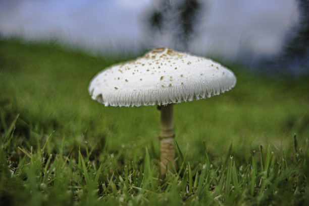 agaric