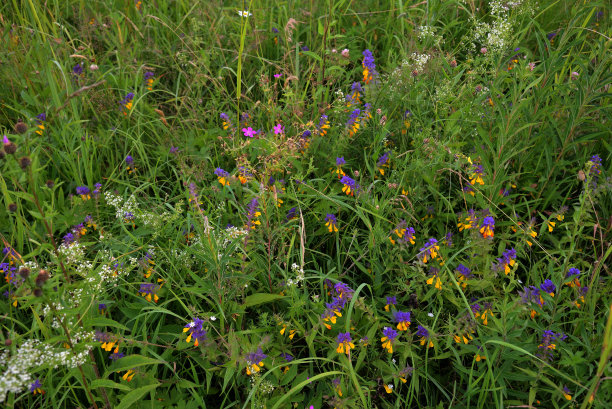 wildflowers
