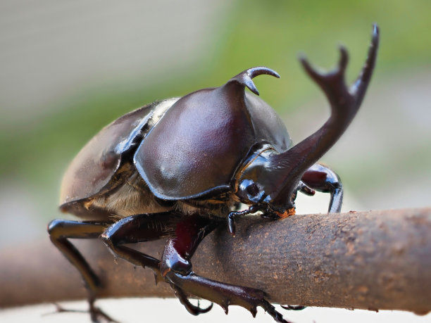 horned