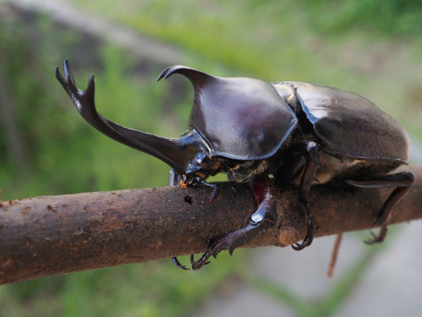 beetles