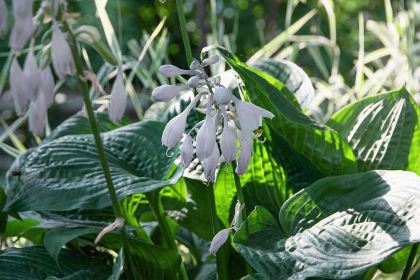 hosta