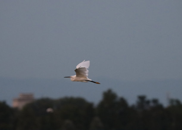 spoonbill