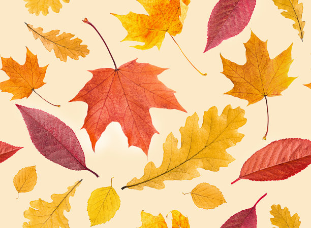 多彩秋季枫叶无缝图案