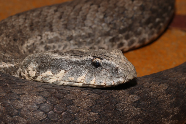 adders