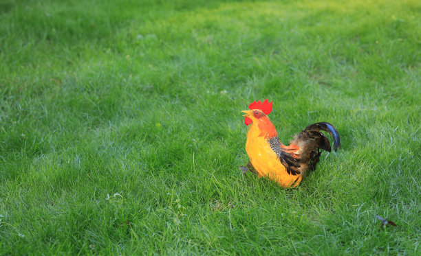 cock
