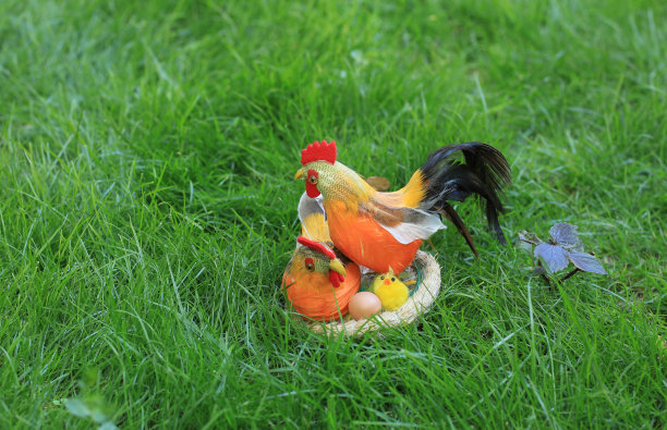 cock