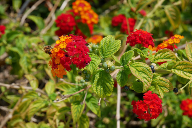 lantana