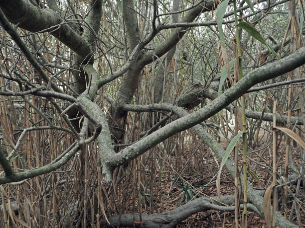 竹林装饰画