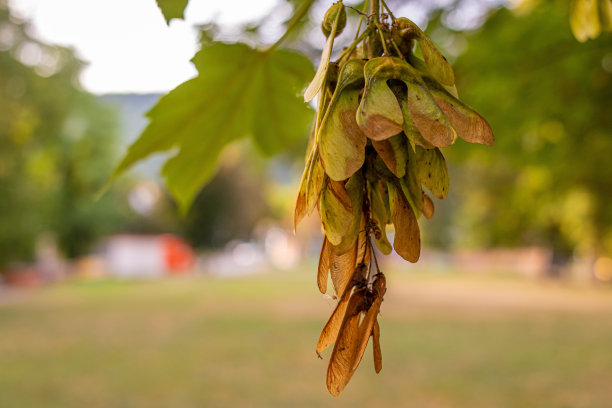 maple