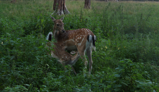 doe