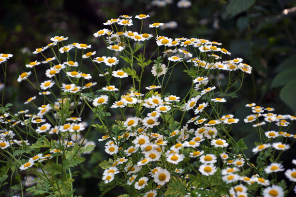 pyrethrum