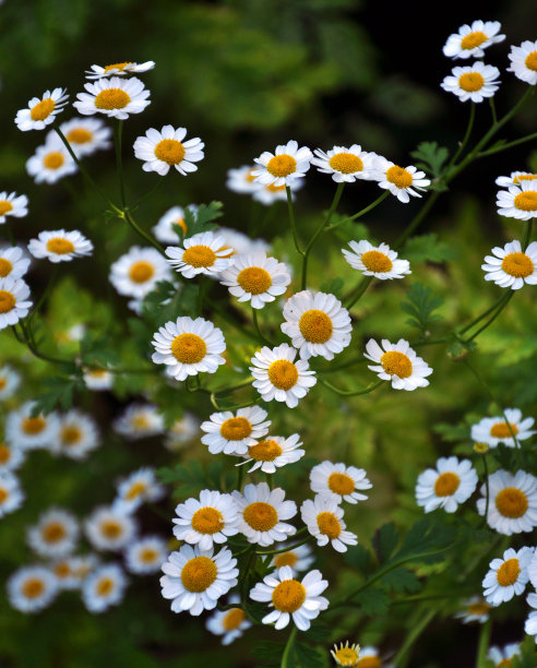 pyrethrum