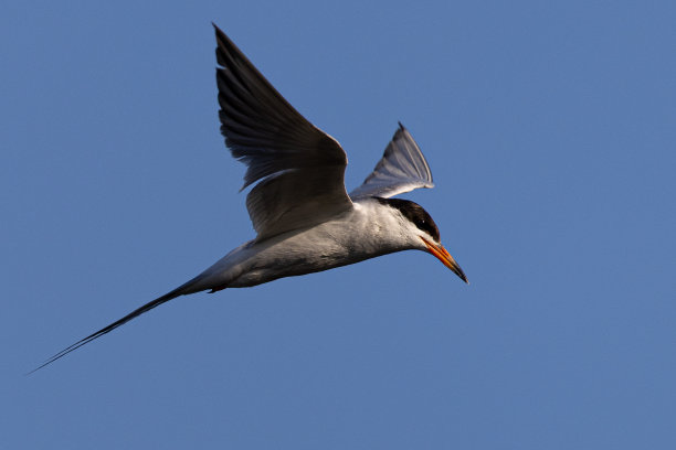 小tern