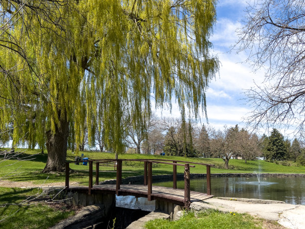 willow