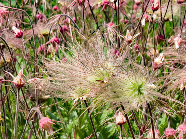 wispy