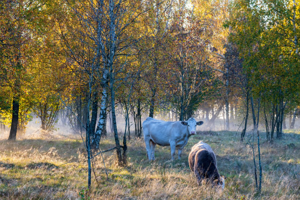 cow