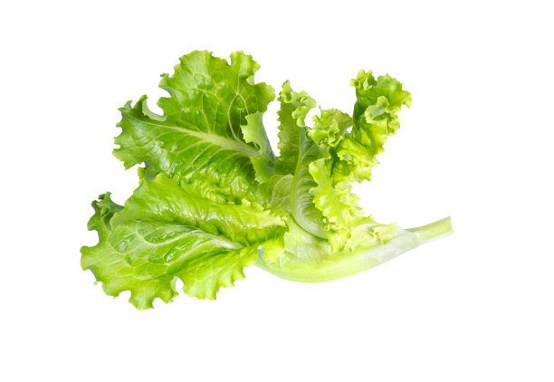 lactuca