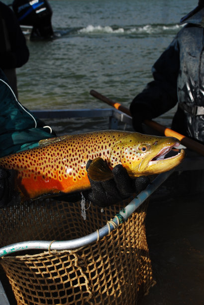 salvelinus