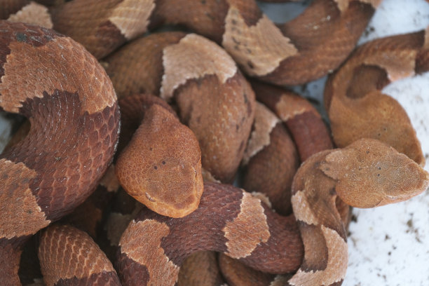 copperhead