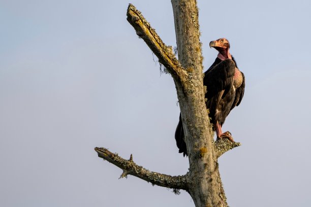 carrion