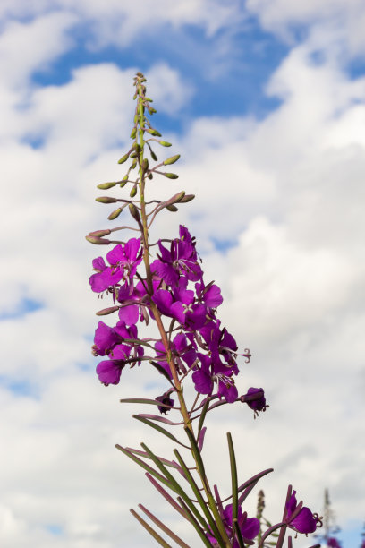 epilobium