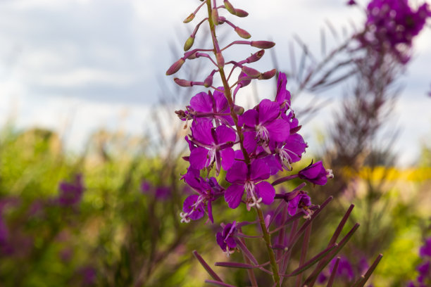 epilobium
