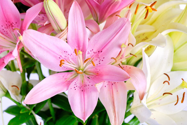 lilium