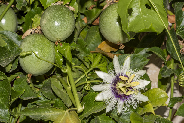 passiflora