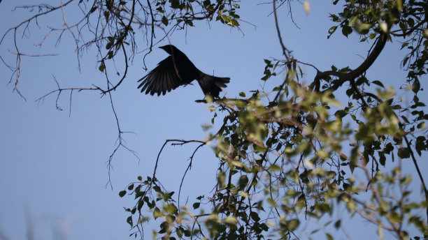 drongo