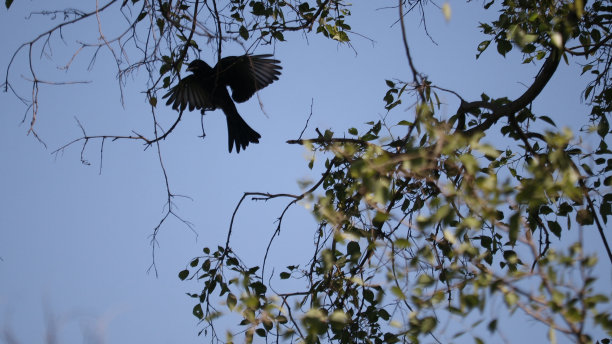 drongo