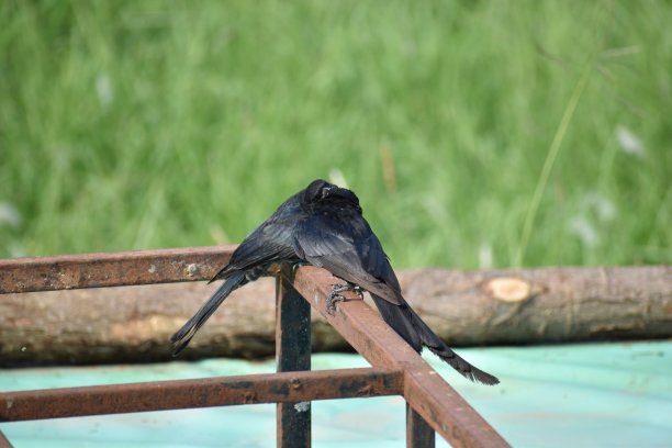 drongo