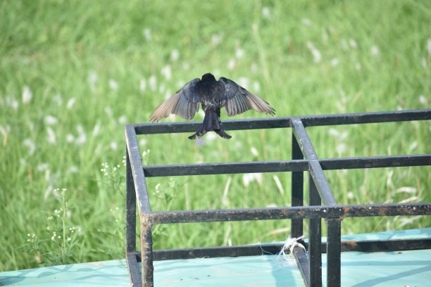 drongo