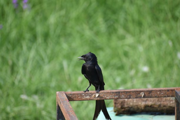 drongo