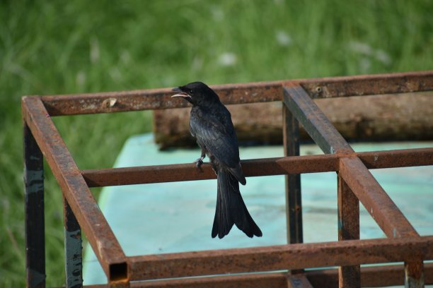 drongo