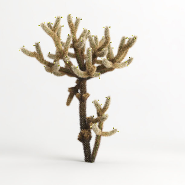 cholla