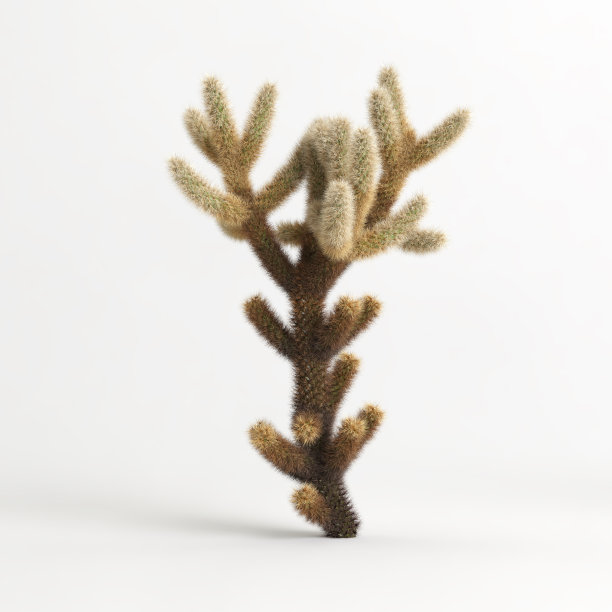cholla