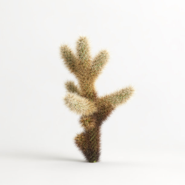cholla