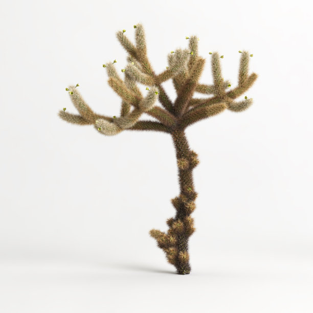 cholla